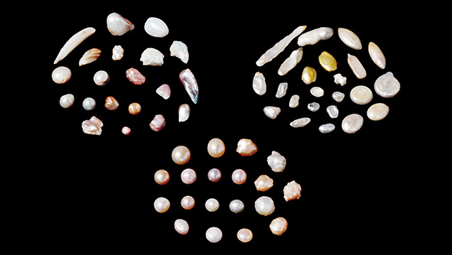 A variety of freshwater pearl samples A variety of freshwater pearl samples