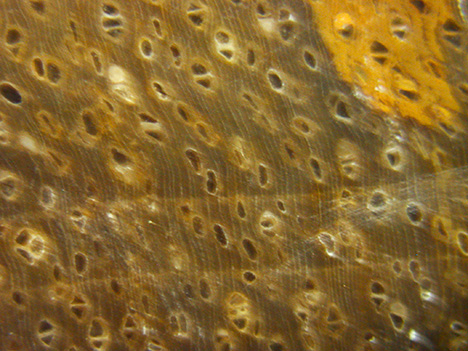 Pores, rays and growth rings in samples. Pores, rays and growth rings in samples.