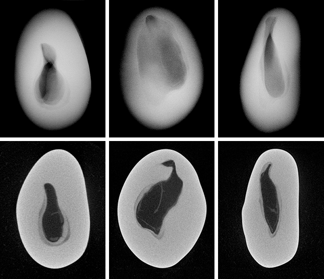 RTX and μ-CT images for non-bead-cultured pearl RTX and μ-CT images for non-bead-cultured pearl