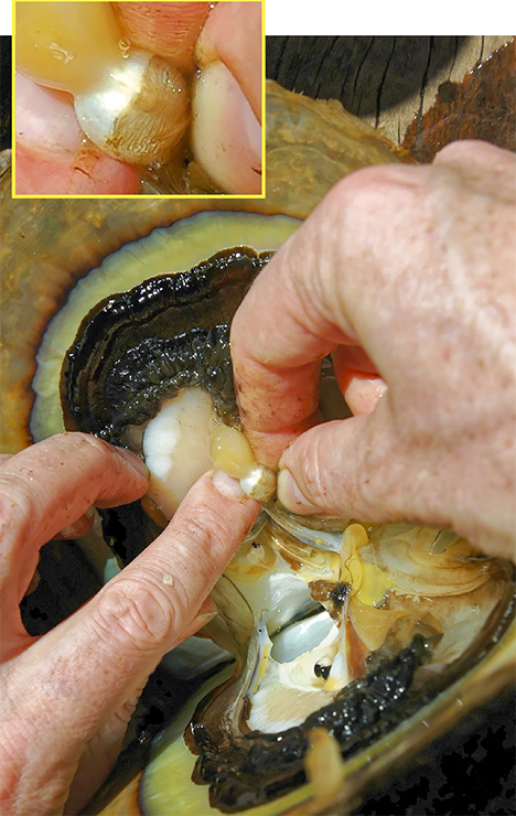 A seed pearl after discovery in the organs of a P. maxima shell A seed pearl after discovery in the organs of a P. maxima shell