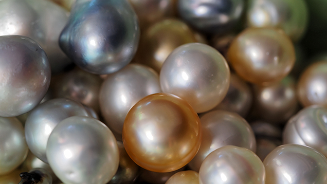 Bead-cultured pearls from hatchery-bred P. maxima oysters Bead-cultured pearls from hatchery-bred P. maxima oysters