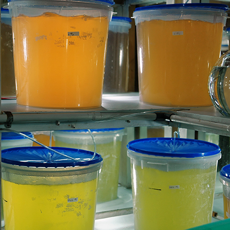 Containers of phytoplankton for consumption by hatchery mollusks Containers of phytoplankton for consumption by hatchery mollusks