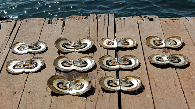 Ten of the P. maxima shells opened for the authors Ten of the P. maxima shells opened for the authors