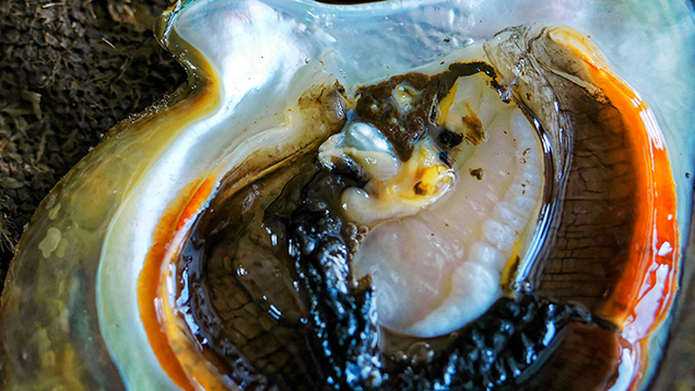 A non-bead-cultured pearl before removal from its host A non-bead-cultured pearl before removal from its host
