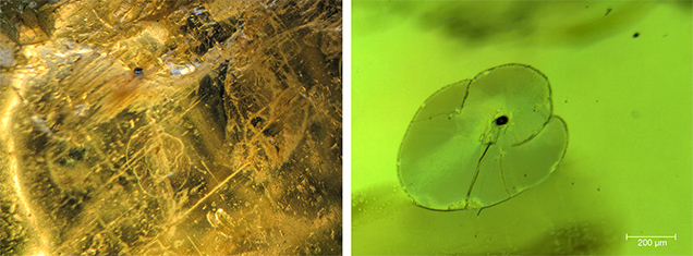 Internal features of peridot from Vietnam’s Central Highlands Internal features of peridot from Vietnam’s Central Highlands