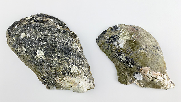 Size classes of Pteria penguin pearl mollusks