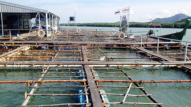 Hanging mollusks in pearl cultivation