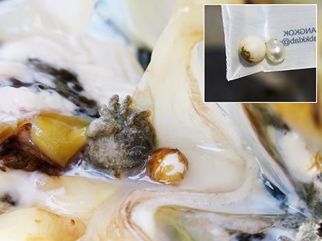 Ejected shell bead nucleus found in a mollusk’s gonad Ejected shell bead nucleus found in a mollusk’s gonad