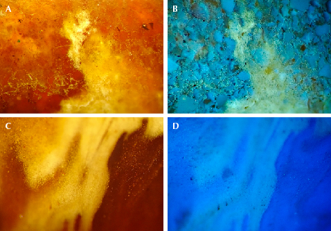 Pressed amber (top) appears less homogeneous than natural root amber (bottom). Pressed amber (top) appears less homogeneous than natural root amber (bottom).