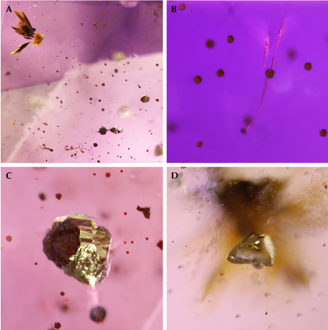 Figure 12. Mineral inclusions in La Manche amethyst. A: A cluster of acicular ochre goethite, black to red hematite spherulites, and euhedral sulfide crystals. B: Thin wiry “beetle-leg” type inclusion (probably hematite) associated with hematite spherulites in the emerald-cut gemstone pictured in figure 7. C: Pyrite showing parallel growth features in association with hematite. D: Pseudo-tetrahedral chalcopyrite crystal associated with goethite and hematite in amethyst. The color of the chalcopyrite inclusion was not apparent until it was later exposed by polishing and verified with reflected light microscopy and EDS. Photomicrographs by Philippe Belley; fields of view 2.10 mm (A), 0.77 mm (B), 0.80 mm (C), and 0.70 mm (D). Figure 12. Mineral inclusions in La Manche amethyst. A: A cluster of acicular ochre goethite, black to red hematite spherulites, and euhedral sulfide crystals. B: Thin wiry “beetle-leg” type inclusion (probably hematite) associated with hematite spherulites in the emerald-cut gemstone pictured in figure 7. C: Pyrite showing parallel growth features in association with hematite. D: Pseudo-tetrahedral chalcopyrite crystal associated with goethite and hematite in amethyst. The color of the chalcopyrite inclusion was not apparent until it was later exposed by polishing and verified with reflected light microscopy and EDS. Photomicrographs by Philippe Belley; fields of view 2.10 mm (A), 0.77 mm (B), 0.80 mm (C), and 0.70 mm (D).