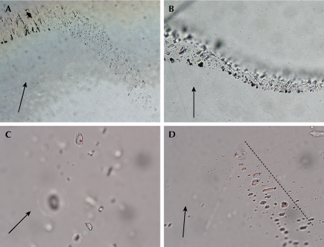 Figure 9. Fluid inclusions in La Manche amethysts viewed in transmitted light, with the arrow parallel to the c-axis. A: Primary FIA in sample LM-Ame-01, located along a growth zone centered on what would be the point of the crystal. B: Secondary FIA in sample LM-Ame-01, occurring in a curvilinear, rehealed fracture. C: Typical two-phase (liquid + vapor) fluid inclusions in pseudosecondary FIA, sample LM-Ame-05. D: FIA of indeterminate origin in sample LM-Ame-07, with two-phase inclusions orientated perpendicular to the edge of the crystal (represented by dotted line). Photomicrographs by Joshua Maloney and James Conliffe; fields of view 1.11 mm (A), 0.36 mm (B), and 0.24 mm (C and D). Figure 9. Fluid inclusions in La Manche amethysts viewed in transmitted light, with the arrow parallel to the c-axis. A: Primary FIA in sample LM-Ame-01, located along a growth zone centered on what would be the point of the crystal. B: Secondary FIA in sample LM-Ame-01, occurring in a curvilinear, rehealed fracture. C: Typical two-phase (liquid + vapor) fluid inclusions in pseudosecondary FIA, sample LM-Ame-05. D: FIA of indeterminate origin in sample LM-Ame-07, with two-phase inclusions orientated perpendicular to the edge of the crystal (represented by dotted line). Photomicrographs by Joshua Maloney and James Conliffe; fields of view 1.11 mm (A), 0.36 mm (B), and 0.24 mm (C and D).