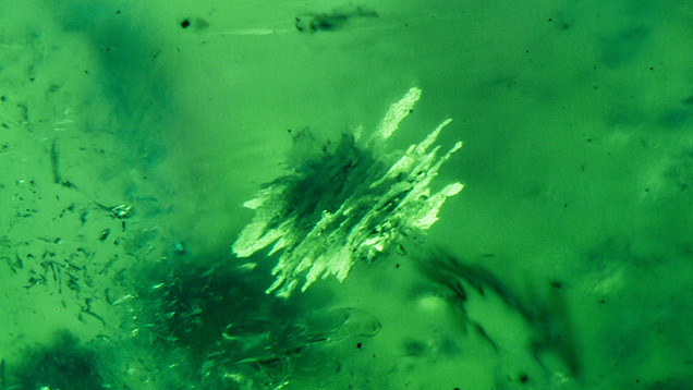 Figure 2. A large mica cluster was observed in the 1.44 ct green haüyne. Photomicrograph by Nathan Renfro; field of view 1.83 mm. Courtesy of Bill Vance. Figure 2. A large mica cluster was observed in the 1.44 ct green haüyne. Photomicrograph by Nathan Renfro; field of view 1.83 mm. Courtesy of Bill Vance.