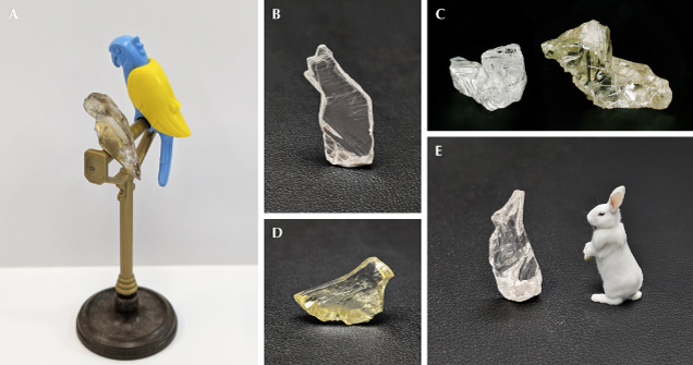Figure 6. Rough diamonds resembling animals: parrot, 5.99 ct (A); sitting cat, 5.68 ct (B); small dogs, 2.15 and 3.66 ct, respectively (C); yellow bird, 5.69 ct (D); rabbit, 2.79 ct (E; white rabbit for comparison created using Adobe Photoshop Generative AI). Photos by Evan M. Smith. Figure 6. Rough diamonds resembling animals: parrot, 5.99 ct (A); sitting cat, 5.68 ct (B); small dogs, 2.15 and 3.66 ct, respectively (C); yellow bird, 5.69 ct (D); rabbit, 2.79 ct (E; white rabbit for comparison created using Adobe Photoshop Generative AI). Photos by Evan M. Smith.