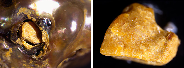 Figure 2. Left: Opening in the pearl’s surface with fragments visible. Right: A fragment that was dislodged from the pearl. Photomicrographs by Keaton Talker; fields of view 6.40 mm (left) and 3.00 mm (right). Figure 2. Left: Opening in the pearl’s surface with fragments visible. Right: A fragment that was dislodged from the pearl. Photomicrographs by Keaton Talker; fields of view 6.40 mm (left) and 3.00 mm (right).