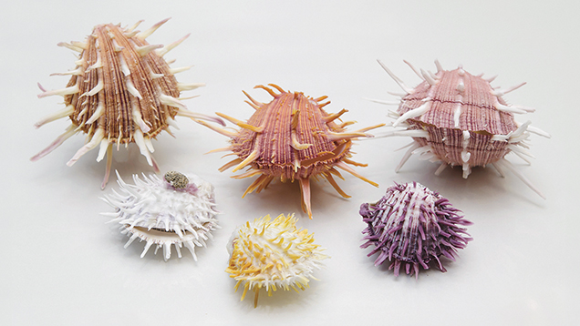 Shells Shells