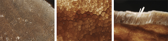 Pinnidae Shell Pinnidae Shell