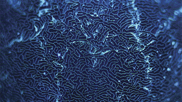 Sample 9 Magnified Image Sample 9 Magnified Image