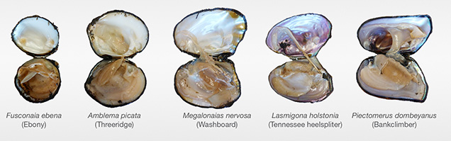 Freshwater mollusks from Kentucky Lake Freshwater mollusks from Kentucky Lake