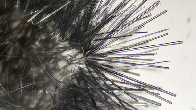 Dumortierite needles in quartz Dumortierite needles in quartz