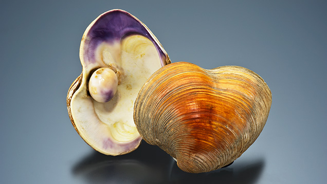 Quahog shell and pearl Quahog shell and pearl