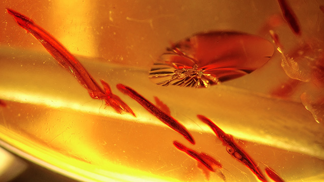 Sun spangles in amber.