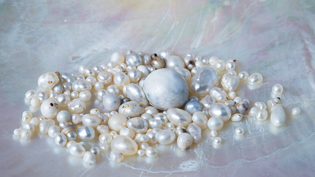 Selection of P. maxima pearls retrieved directly from wild mollusks