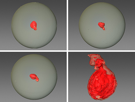 Figure 4. 3D images constructed from μ-CT scans of pearl B illustrate the morphology of the foraminifera test. Images by Emiko Yazawa. Figure 4. 3D images constructed from μ-CT scans of pearl B illustrate the morphology of the foraminifera test. Images by Emiko Yazawa.