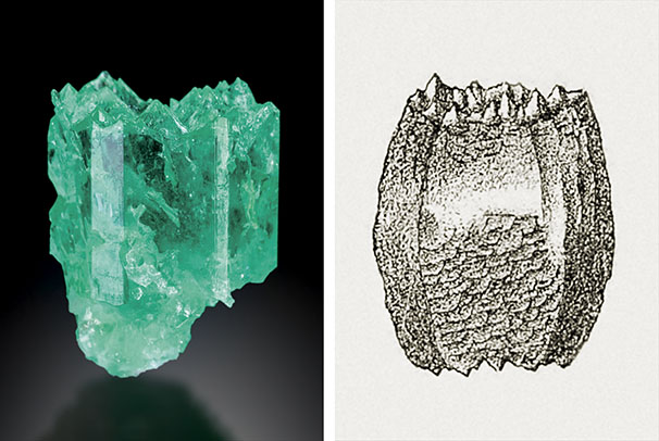 Figure A-3. Left: A heavily etched Colombian emerald crystal from Muzo measuring 27 mm in length. The basal pinacoid is completely dissolved, leading to numerous pointed hillocks; the growth sectors related to the a prism faces are optically reflective. Photo by Jeff Scovil. Right: Etched beryl crystal from Pont de Barost, Haute-Vienne, France, showing a completely dissolved basal face with numerous pointed hillocks. From Lacroix (1896). Figure A-3. Left: A heavily etched Colombian emerald crystal from Muzo measuring 27 mm in length. The basal pinacoid is completely dissolved, leading to numerous pointed hillocks; the growth sectors related to the a prism faces are optically reflective. Photo by Jeff Scovil. Right: Etched beryl crystal from Pont de Barost, Haute-Vienne, France, showing a completely dissolved basal face with numerous pointed hillocks. From Lacroix (1896).