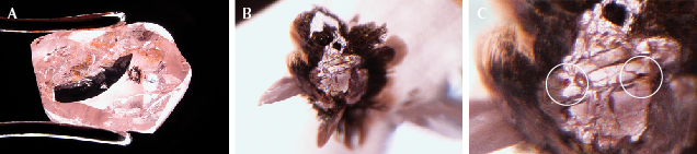 Figure 3. An inclusion-bearing pink superdeep diamond. The largest inclusion is a two-phase mixture dominated by colorless breyite (CaSiO3) and small spots of brown perovskite (CaTiO3), the latter circled in image C. The inclusion is surrounded by graphitized fractures that appear black. The original rough weight was 1.37 ct, before windows were polished to examine the inclusions. Photos by Evan M. Smith; fields of view 14.52 mm (A), 1.42 mm (B), and 0.50 mm (C).