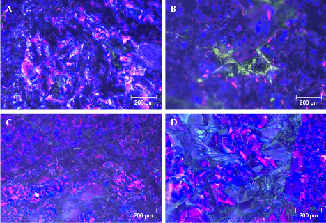 Figure 12. Color cathodoluminescence images of Guatemalan “ice jade” samples mainly showed blue-violet and violet-red fluorescence. A: Rhythmic zoning of coarser jadeite grains. B: Green fluorescence grains. C and D: Some broken jadeite grains and fragments. Figure 12. Color cathodoluminescence images of Guatemalan “ice jade” samples mainly showed blue-violet and violet-red fluorescence. A: Rhythmic zoning of coarser jadeite grains. B: Green fluorescence grains. C and D: Some broken jadeite grains and fragments.