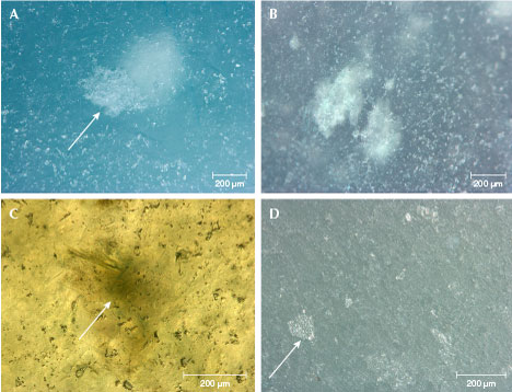 Figure 4. Guatemalan “ice jade” samples showing fine texture. A: Large white inclusion partially exposed to the surface (indicated by arrow) and multiple small white inclusions distributed throughout the sample. B: Two large and numerous small white inclusions. C: Green spotted inclusion composed of green fibrous crystals (indicated by arrow). D: Cleavage planes (indicated by arrow). Photomicrographs by Z. Huang. Figure 4. Guatemalan “ice jade” samples showing fine texture. A: Large white inclusion partially exposed to the surface (indicated by arrow) and multiple small white inclusions distributed throughout the sample. B: Two large and numerous small white inclusions. C: Green spotted inclusion composed of green fibrous crystals (indicated by arrow). D: Cleavage planes (indicated by arrow). Photomicrographs by Z. Huang.