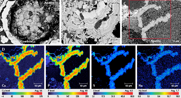 Figure 14. BSE images of euhedral apatite flakes precipitated in the cavities of goethite (A), irregular flakes and long-prismatic apatite (B), and vermicular crystals of apatite in matrix (C). D: EPMA element mapping of the calcium, phosphorus, sulfur, and sodium distributed in the apatite’s vermicular form. Images by Ling Liu. Figure 14. BSE images of euhedral apatite flakes precipitated in the cavities of goethite (A), irregular flakes and long-prismatic apatite (B), and vermicular crystals of apatite in matrix (C). D: EPMA element mapping of the calcium, phosphorus, sulfur, and sodium distributed in the apatite’s vermicular form. Images by Ling Liu.