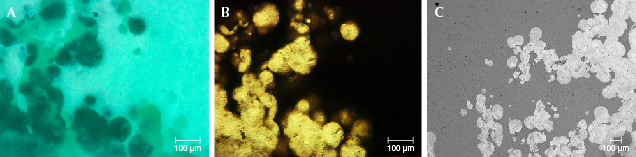 Figure 15. A: Bluish green round inclusions (a mixture of apatite and turquoise). B: The turquoise portion is opaque, while some mixture of apatite and turquoise is transparent under transmitted light in thin sections. C: Variations in brightness observed in an EPMA-BSE image of the round inclusions, with transparent parts appearing brighter than the opaque parts. Images by Ling Liu. Figure 15. A: Bluish green round inclusions (a mixture of apatite and turquoise). B: The turquoise portion is opaque, while some mixture of apatite and turquoise is transparent under transmitted light in thin sections. C: Variations in brightness observed in an EPMA-BSE image of the round inclusions, with transparent parts appearing brighter than the opaque parts. Images by Ling Liu.