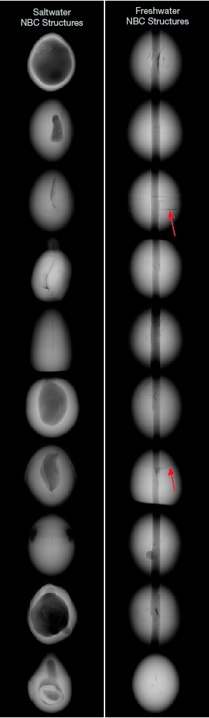 Saltwater and freshwater NBC pearl microradiographic structures Saltwater and freshwater NBC pearl microradiographic structures