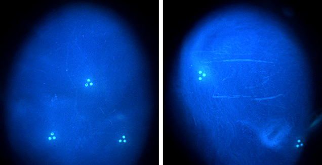 DiamondView imaging of two pearls DiamondView imaging of two pearls