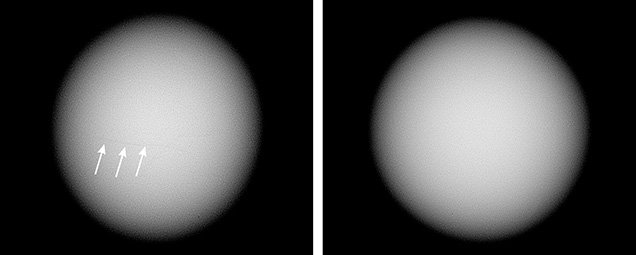 Microradiographs showed no obvious internal growth structures. Microradiographs showed no obvious internal growth structures.