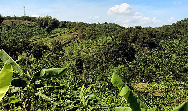 Figure 2. View of a valley in Dong Nai, Vietnam, where vegetation grows on the topsoil of the augite-bearing basaltic regolith. Photo by Lam Vinh Phat.