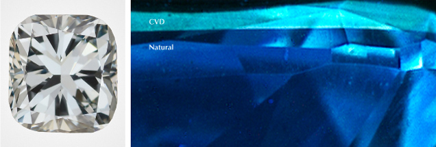 Figure 13. Left: This 0.64 ct Fancy grayish greenish blue stone proved to be a hybrid. Photo by Robison McMurtry. Right: The majority of the sample is natural type Ia diamond, causing a deep blue fluorescence, but boron in the CVD overgrowth layer creates its greenish blue fluorescence. Figure 13. Left: This 0.64 ct Fancy grayish greenish blue stone proved to be a hybrid. Photo by Robison McMurtry. Right: The majority of the sample is natural type Ia diamond, causing a deep blue fluorescence, but boron in the CVD overgrowth layer creates its greenish blue fluorescence.