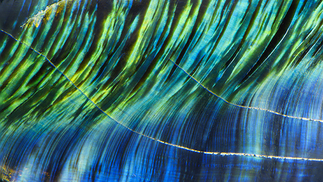 Figure 2. An iridescence on the cross-section surfaces of a hinge ligament fragment from the South Sea pearl oyster. Photomicrograph by Nathan Renfro; field of view 3.60 mm.