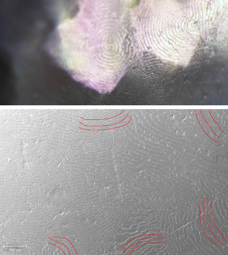 Figure 2. Conventional microscopic (top) and scanning electron microscopic (bottom) observations on the “hammered” surface showed concentric nacre platelet growth patterns on each planar surface. Nacre growth patterns are highlighted in red in the bottom image. Photomicrograph by Chunhui Zhou; field of view 1.40 mm (top). Figure 2. Conventional microscopic (top) and scanning electron microscopic (bottom) observations on the “hammered” surface showed concentric nacre platelet growth patterns on each planar surface. Nacre growth patterns are highlighted in red in the bottom image. Photomicrograph by Chunhui Zhou; field of view 1.40 mm (top).