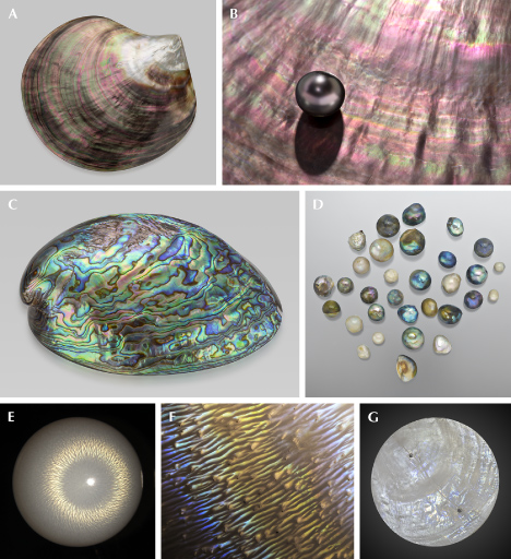 Figure 39. A: A polished Pinctada margaritifera shell (110.9 g) from Tahiti showing strong iridescent colors; courtesy of GIA Museum, collection no. 23105. B: A Tahitian cultured pearl with pink iridescent overtone on top of an iridescent shell. C: An 87.90 g polished abalone shell; courtesy of GIA Museum, collection no. 36706. D: Semi-round abalone pearls, the largest measuring 10.93 mm and the smallest 4.46 mm; courtesy of KCB Natural Pearls. E: Iridescent flame structure on a 9.80 mm non-nacreous Tridacna pearl under fiber-optic illumination resembles a chatoyant effect. F: Flame structure of a Spondylus pearl showing yellow and blue iridescent colors; field of view 2.34 mm. G: Circularly cut windowpane oyster (Placuna placenta) shell (50 mm in diameter) showing faint iridescence. Photos by Emily Lane (A, C, and G), Robert Weldon (B), and Artitaya Homkrajae (E and F).