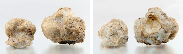 Fossilized pearls after removal from host shell.