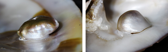 Close-up images of the freshwater blister pearls