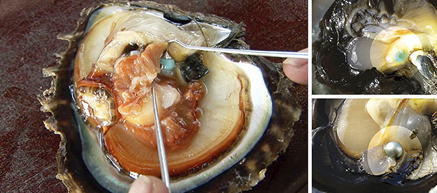 Figure 12. A Galatea Pearl begins with a gem bead nucleus implanted in the gonad area of the mollusk, a procedure similar to that using a traditional shell bead nucleus. This series of photos shows the progression from inserting a synthetic turquoise bead (left) to a finished Tahitian bead cultured pearl with the synthetic turquoise as a nucleus (bottom right). Courtesy of Chi Huynh. Figure 12. A Galatea Pearl begins with a gem bead nucleus implanted in the gonad area of the mollusk, a procedure similar to that using a traditional shell bead nucleus. This series of photos shows the progression from inserting a synthetic turquoise bead (left) to a finished Tahitian bead cultured pearl with the synthetic turquoise as a nucleus (bottom right). Courtesy of Chi Huynh.