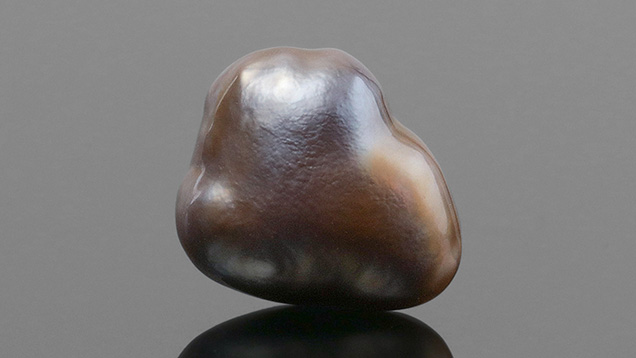 Figure 1. The 1.57 ct brown nacreous pearl measuring 11.06 × 9.15 × 7.20 mm. Photo by Tony Leung. Figure 1. The 1.57 ct brown nacreous pearl measuring 11.06 × 9.15 × 7.20 mm. Photo by Tony Leung.