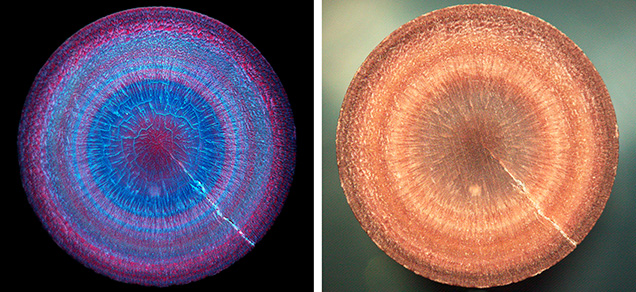 Figure 14. Left: Deep-UV fluorescence of this 0.51 ct non-nacreous natural pearl cross section (~6.57 mm diameter) reveals its concentric calcite growth structure, held together by inert conchiolin. Right: The fluorescence colors are associated with variations in the natural pigments, seen under white light. The original pearl weighed 2.18 ct and was reportedly from a Pinctada radiata mollusk from the waters off Kuwait. Images by Ravenya Atchalak. Figure 14. Left: Deep-UV fluorescence of this 0.51 ct non-nacreous natural pearl cross section (~6.57 mm diameter) reveals its concentric calcite growth structure, held together by inert conchiolin. Right: The fluorescence colors are associated with variations in the natural pigments, seen under white light. The original pearl weighed 2.18 ct and was reportedly from a Pinctada radiata mollusk from the waters off Kuwait. Images by Ravenya Atchalak.