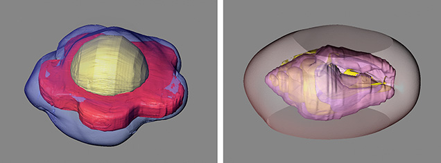 Figure 11. 3D reconstructions of the internal structures of two bead cultured pearls with atypical nuclei. Left: A flower-shaped bead nucleus in a freshwater cultured pearl. Right: A small gastropod shell used as a nucleus in a pearl from Pinctada maxima. From Yazawa and Zhou (2018). Figure 11. 3D reconstructions of the internal structures of two bead cultured pearls with atypical nuclei. Left: A flower-shaped bead nucleus in a freshwater cultured pearl. Right: A small gastropod shell used as a nucleus in a pearl from Pinctada maxima. From Yazawa and Zhou (2018).