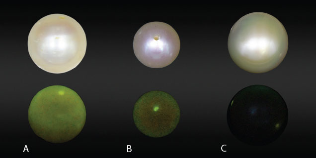 Three pearls under standard and UV light showing fluorescence differences between freshwater and saltwater pearls Three pearls under standard and UV light showing fluorescence differences between freshwater and saltwater pearls