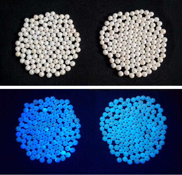 Pearls with and without optical brightening shown under standard and UV light to compare fluorescence intensity. Pearls with and without optical brightening shown under standard and UV light to compare fluorescence intensity.