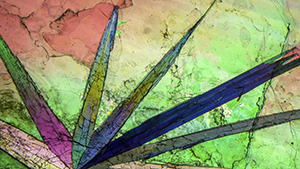 This plate of muscovite mica from Brazil contains an interesting frond of tourmaline that shows vibrant color using polarized light. Photomicrograph field of view 15.67 mm. This plate of muscovite mica from Brazil contains an interesting frond of tourmaline that shows vibrant color using polarized light. Photomicrograph field of view 15.67 mm.